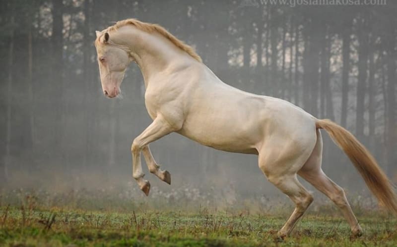 Nejpodivněji a nejkrásněji zbarvení koně - Obrázek 3