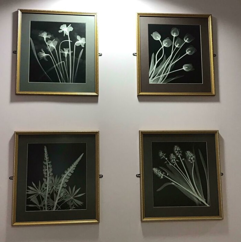 V čekárně na radiologii samozřejmě potkáte obrazy květin. Jen jsou trochu tematičtější
