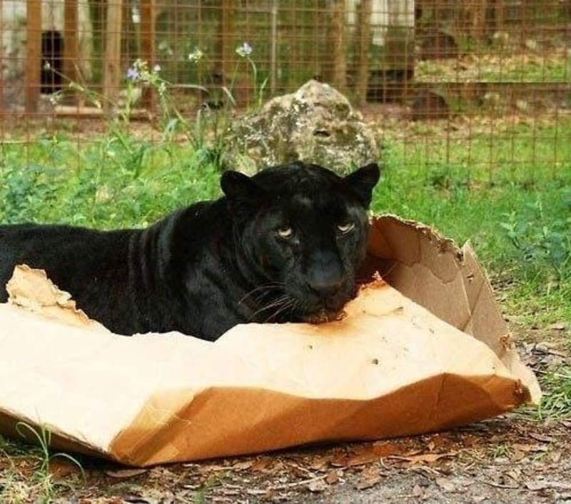 Velké kočky milují krabice - Obrázek 6
