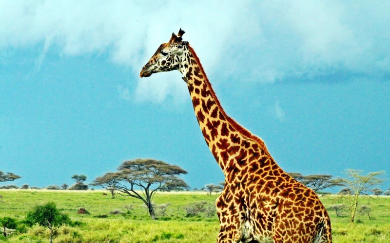 Žirafa masajská celek
