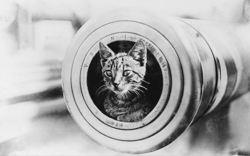 Kočky ve válce - Obrázek 1