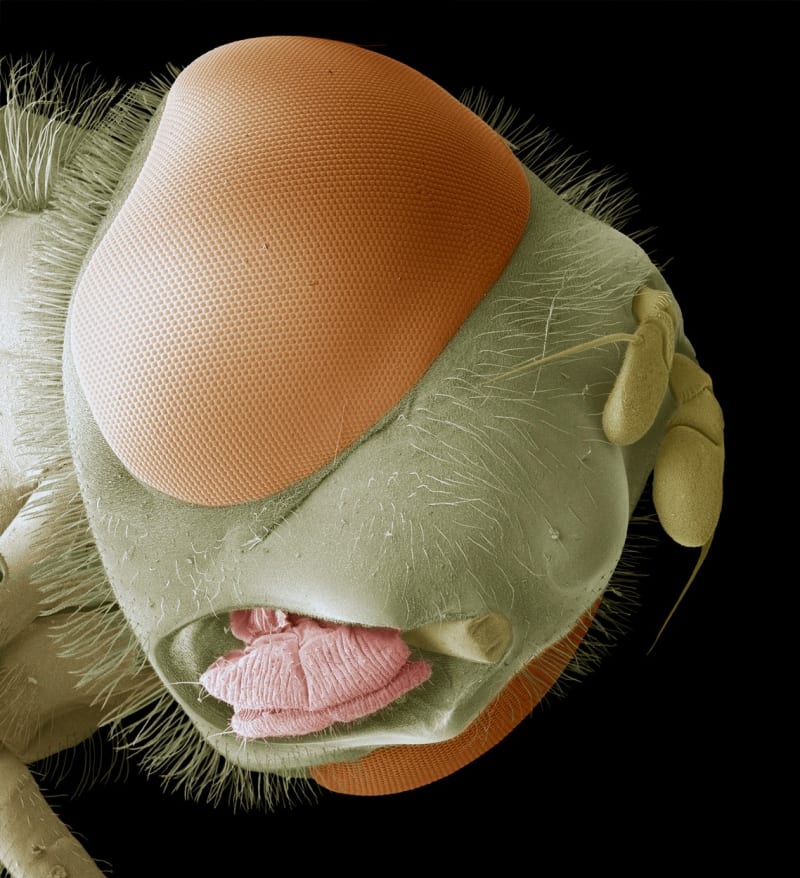 Pod mikroskopem: hlava pestřenky