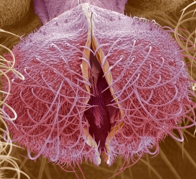 Pod mikroskopem: ústní část pakomára