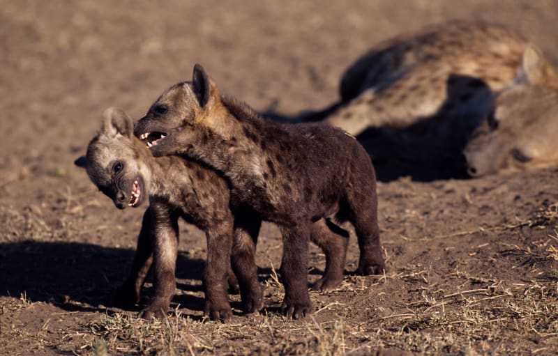 Nevěříte, že hyeny jsou roztomilé? - Obrázek 3