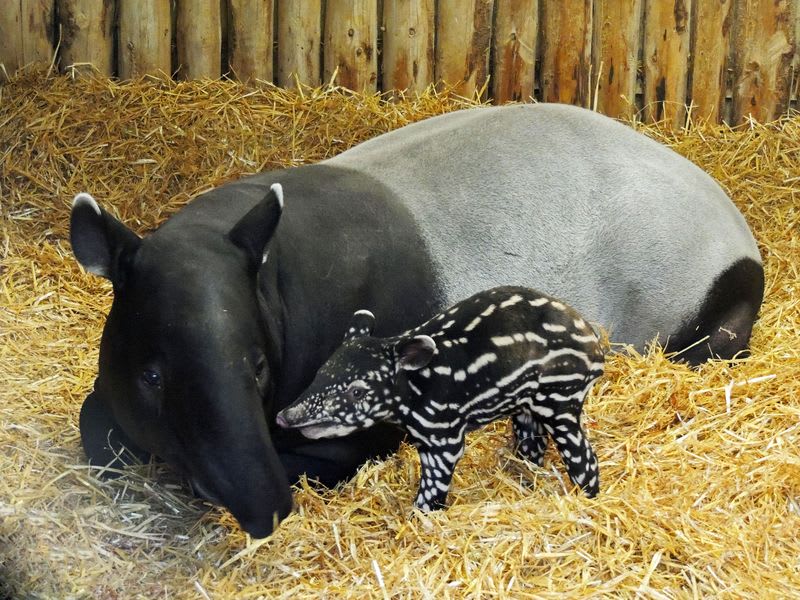 Mládě tapíra čabrakového - Obrázek 2