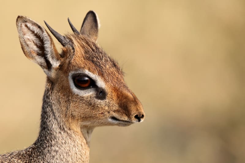 Dikdik Kirkův (Madoqua kirkii) je malá antilopa obývající buše s hustým podrostem a roztroušenými st