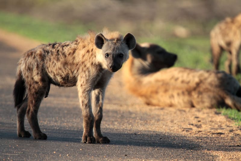 Hyeny - tvorové se špatnou pověstí - překážka na silnici