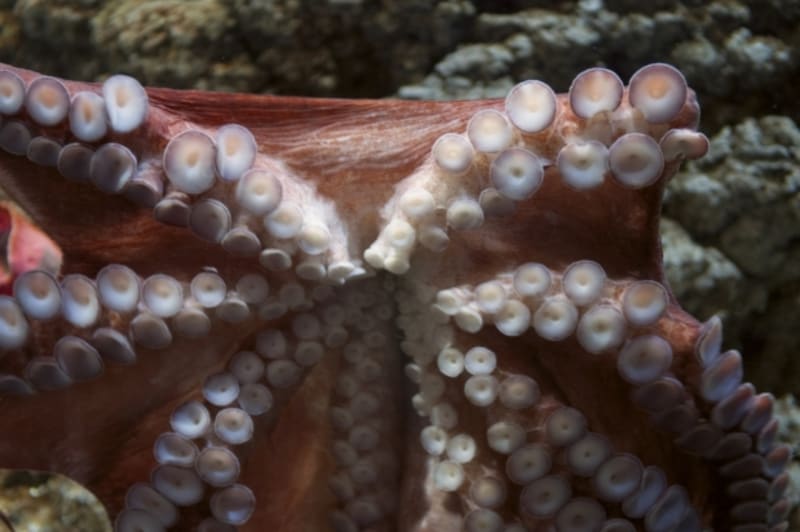 Chobotnice, intelektuálové oceánu