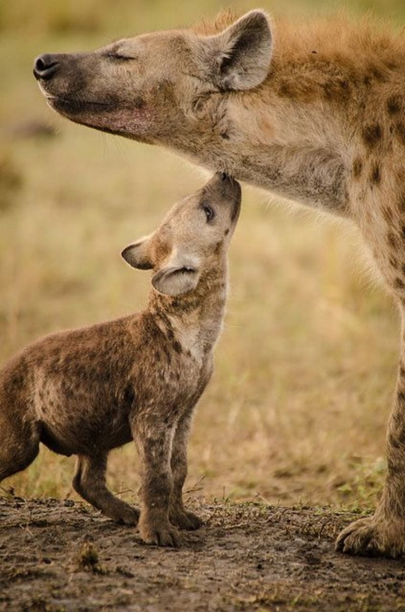 Nevěříte, že hyeny jsou roztomilé? - Obrázek 13