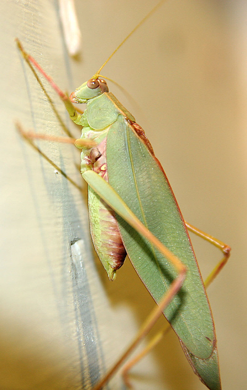 Bizarnost a krása kobylek a sarančat - Phaneropterinae