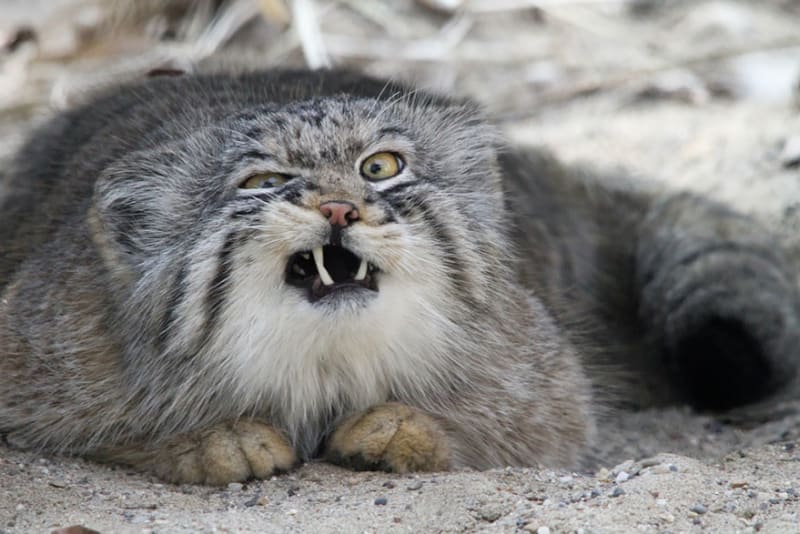 Manulové: krásné a zcela ohrožené divoké kočky - Obrázek 4