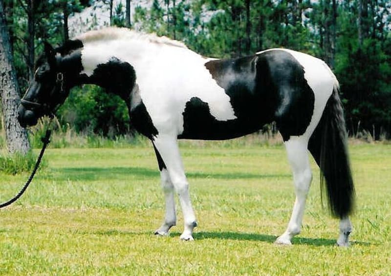 Nejpodivněji a nejkrásněji zbarvení koně - Obrázek 1