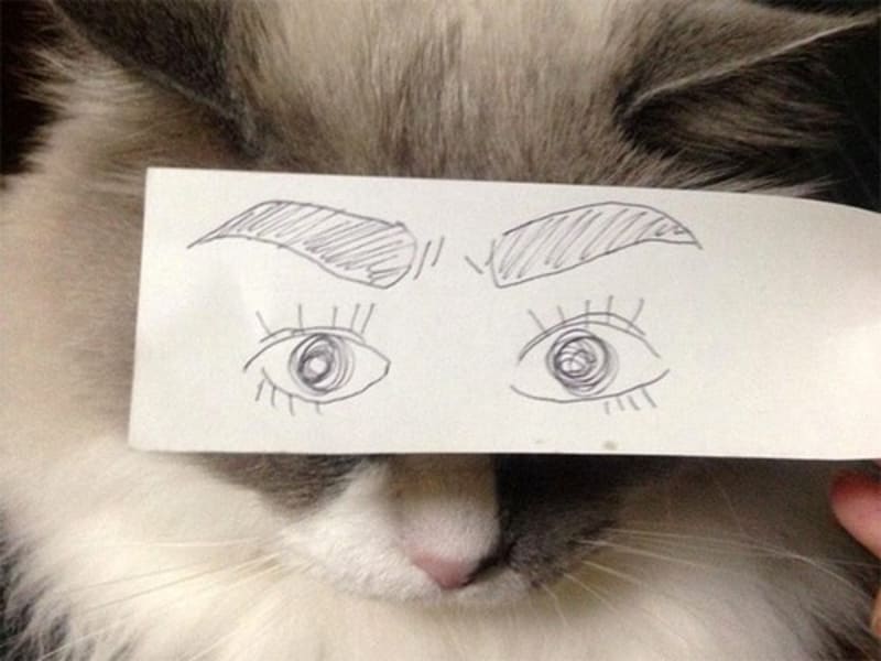 A pak že kočky nemají výraz - nový trend internetu - Obrázek 4
