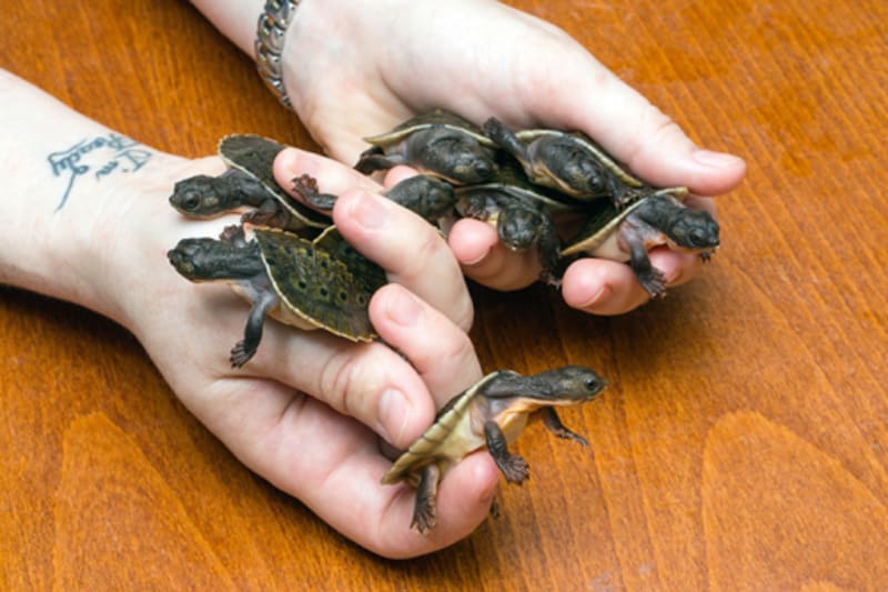 Mláďata želvy krátkorkčky zoubkované
