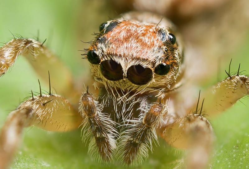 Detail hlavy samice pavouka druhu Clynotis severus, Austrálie