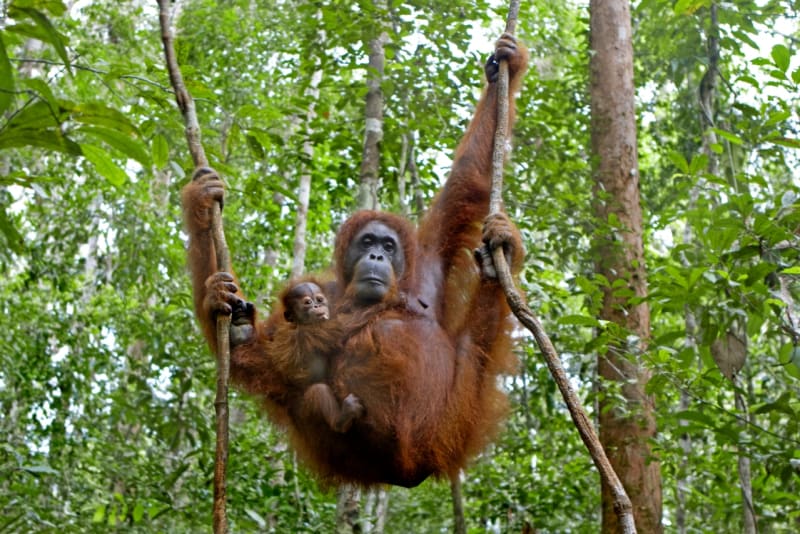 Orangutan.