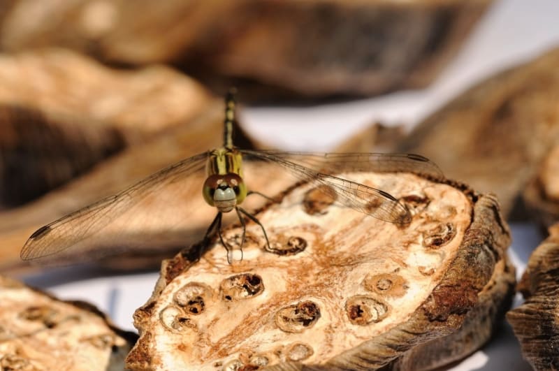 Sušení arekových  ořechů