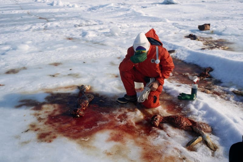 Vybíjení tuleňů v Kanadě - Obrázek 3