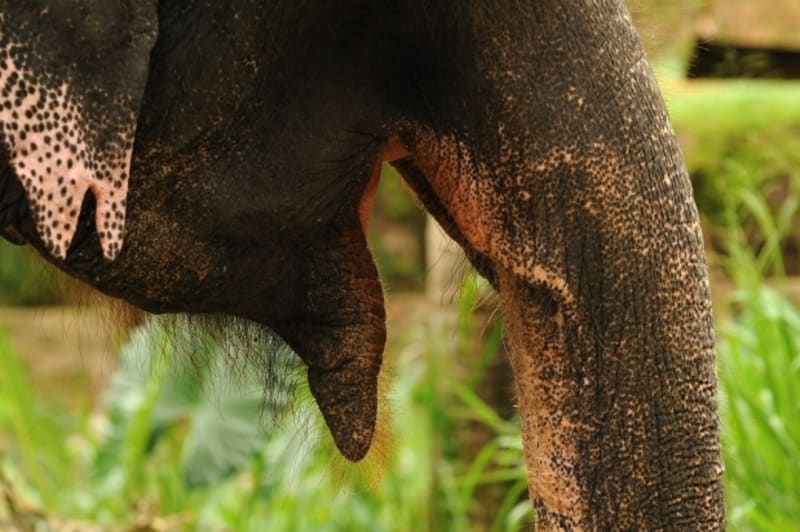 Sloni jsou porostlí řídkou srstí.