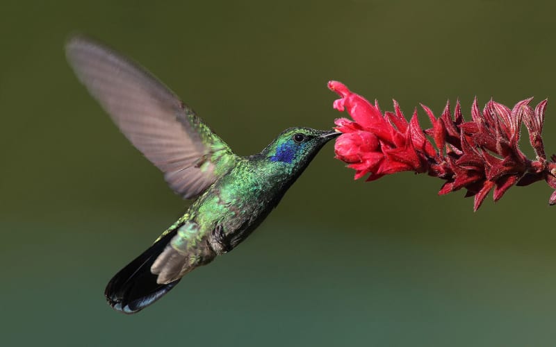 kolibřík zelený u květu