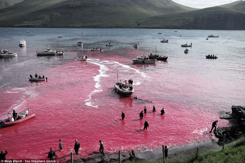 Na Faerských ostrovech letos místní vyvraždili 250 kulohlavců - Obrázek 5