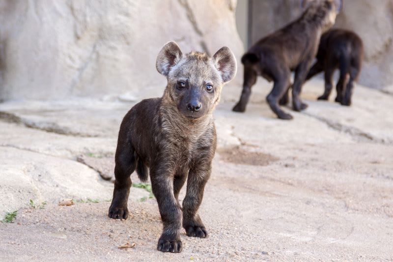 Mláďata hyeny - Obrázek 4