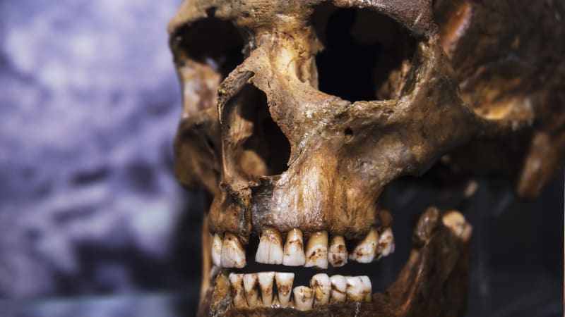 45 000 let stará lebka přinesla nová odhalení vztahů neandrtálce a Homo Sapiens