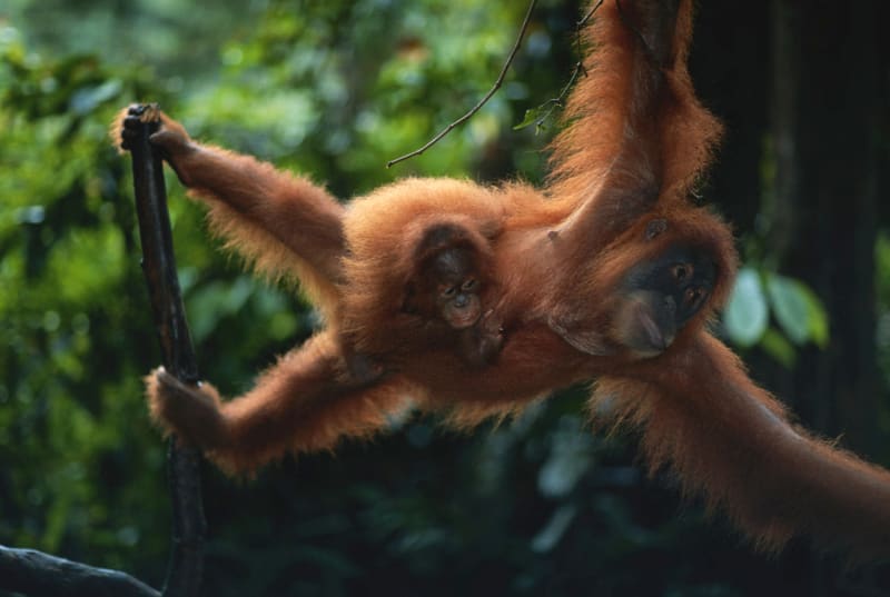 Orangutani: zrzaví pralesní muži, kterým hrozí vyhynutí - Obrázek 3