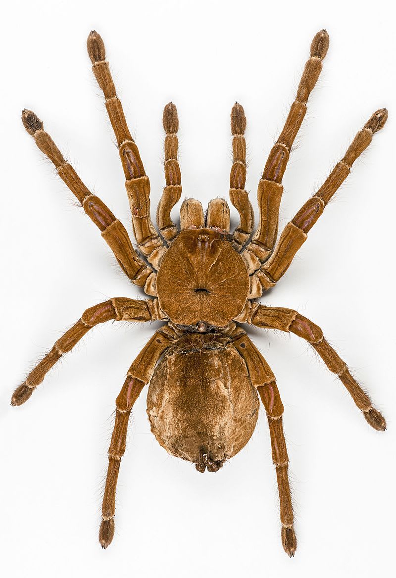 Sklípkan největší (Theraphosa blondi) je považován za největšího pavouka na světě.
