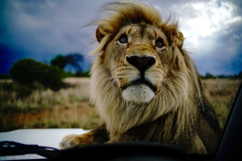 Pomocí snímků z afrického NP poukázali na situaci drastického úbytku lvů