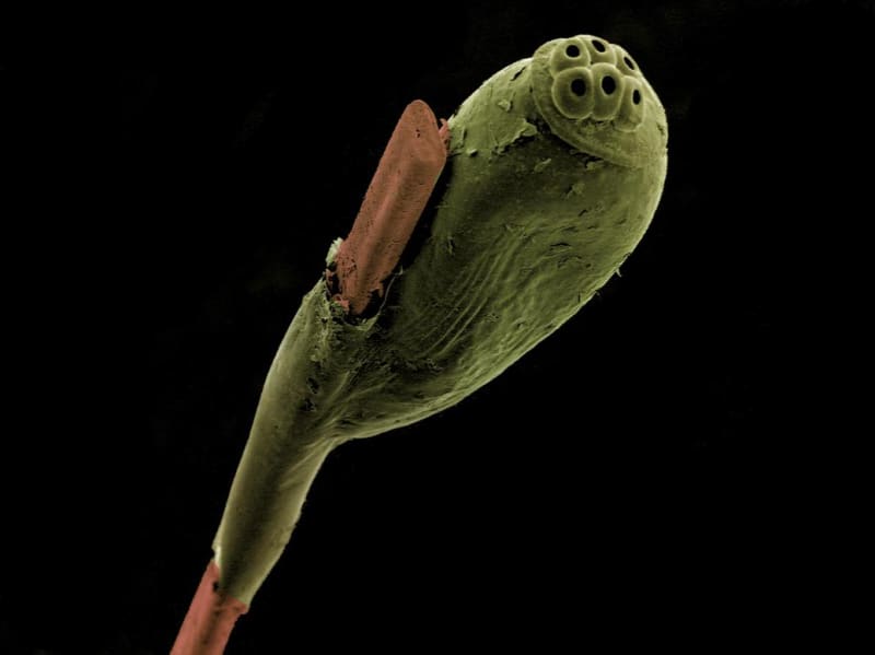 Zelená hnida na lidském vlasu (to hnědé) pohledem elektronového mikroskopu