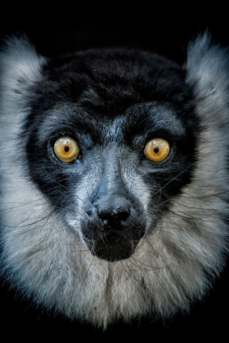 Nejkrásnější portréty divokých zvířat: co tvář, to osobnost! - Obrázek 8