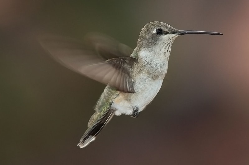 kolibřík čenobradý