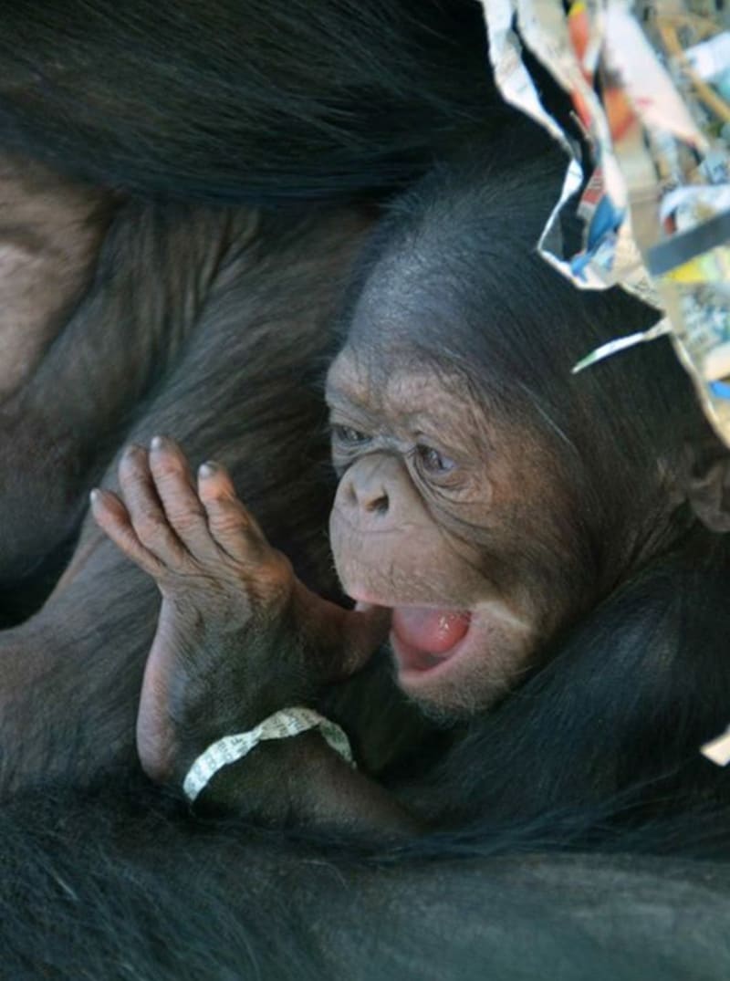Novorozená šimpanzí dvojčata - Obrázek 3