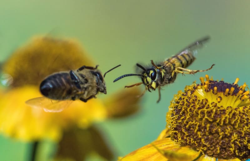 Včely spolu válčí podobně jako mravenci