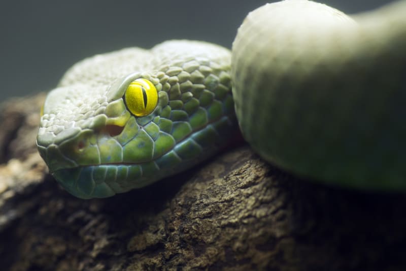 Hadi: krásní nebo hrůzostrašní?