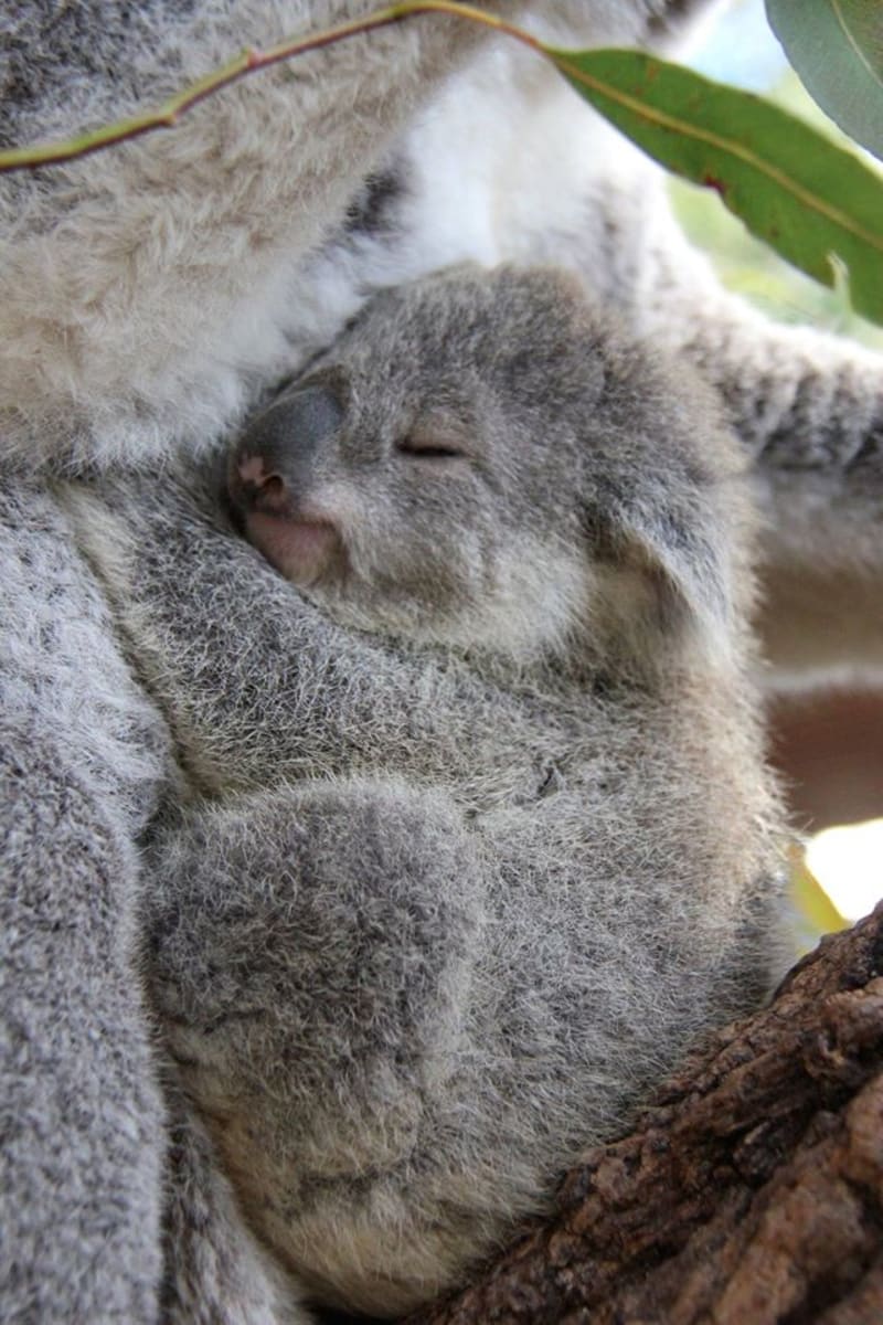 Mladí koalové, kteří se narodili v Zoo Taronga - Obrázek 5