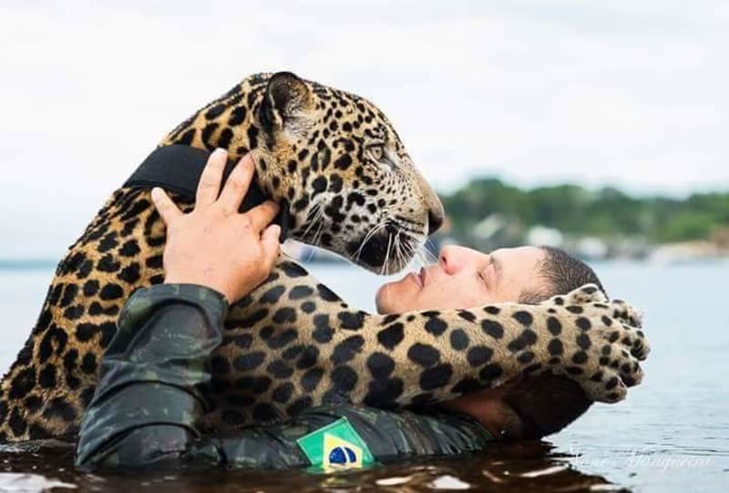 Brazilský armádní jaguár  - Obrázek 2