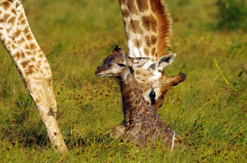 GALERIE: Porod žirafy v přímém přenosu! - Obrázek 7