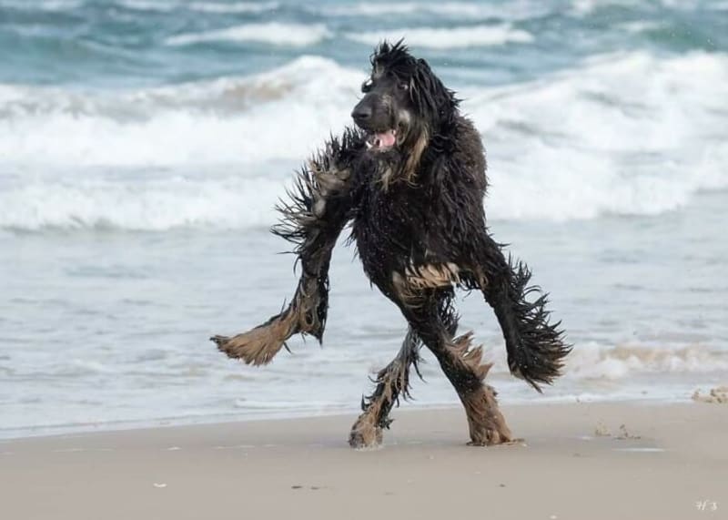 Pozor, na pláži je pes!