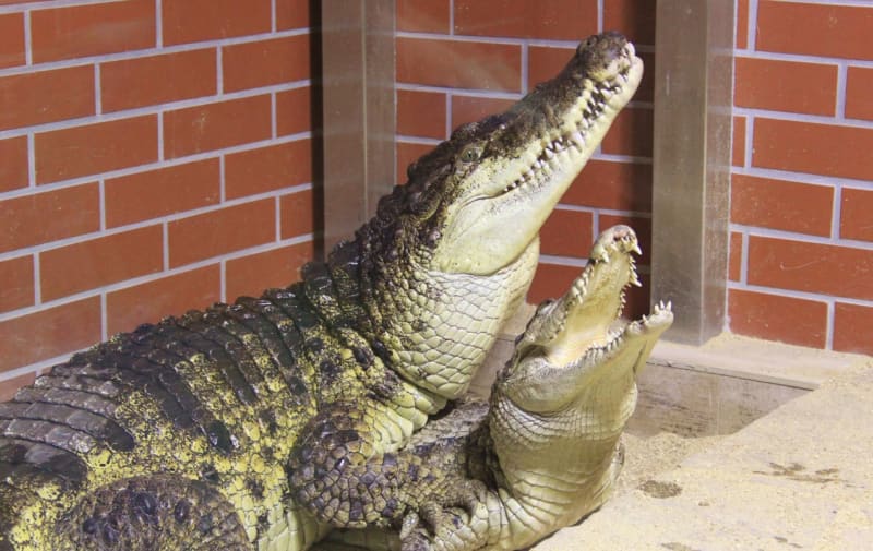 Krokodýli siamský a filipínský - Obrázek 5
