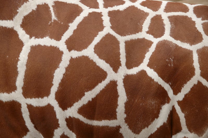 Žirafa síťovaná - detail vzoru kůže
