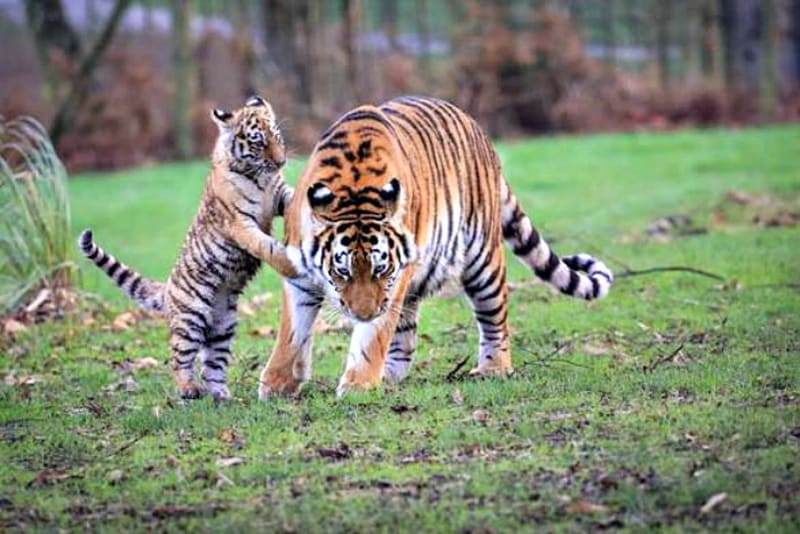 Honička dvou tygřích slečen: i holky se umí prát! - Obrázek 7