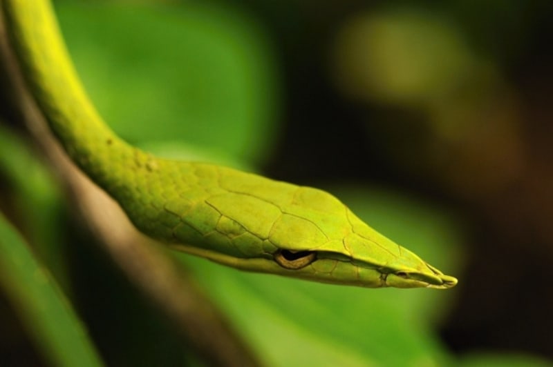 Stromový had – bičovka nosatá