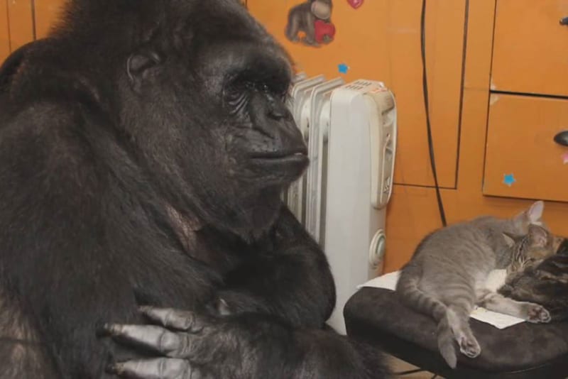 Gorila Koko dostal dvě koťata - Obrázek 4