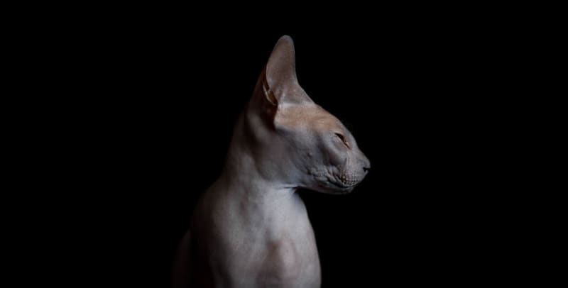 Kočky sfinx - Obrázek 9