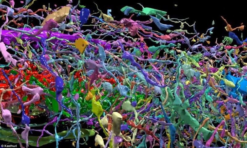 LIdský mozek ve 3D - Obrázek 1