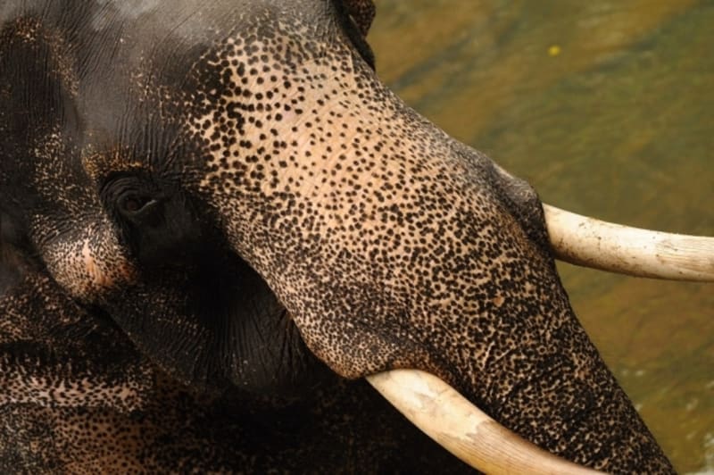 Sloní sirotčinec Pinnawala - kly jsou přeměněné horní řezáky.