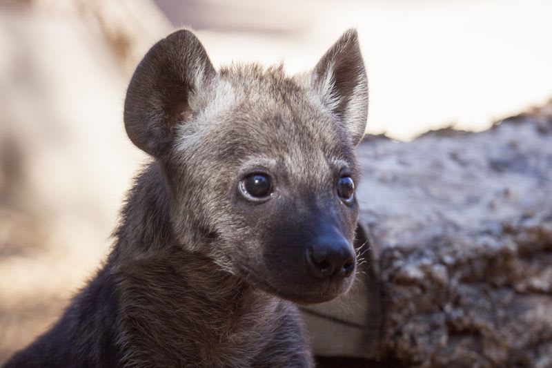 Mláďata hyeny - Obrázek 1
