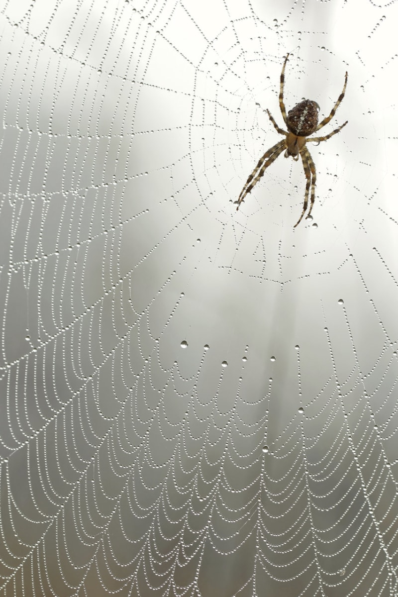 Křehká krása pavučin i jejich obyvatel - Obrázek 9